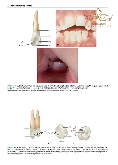 wheeler-s-dental-anatomy-physiology-and-occlusion